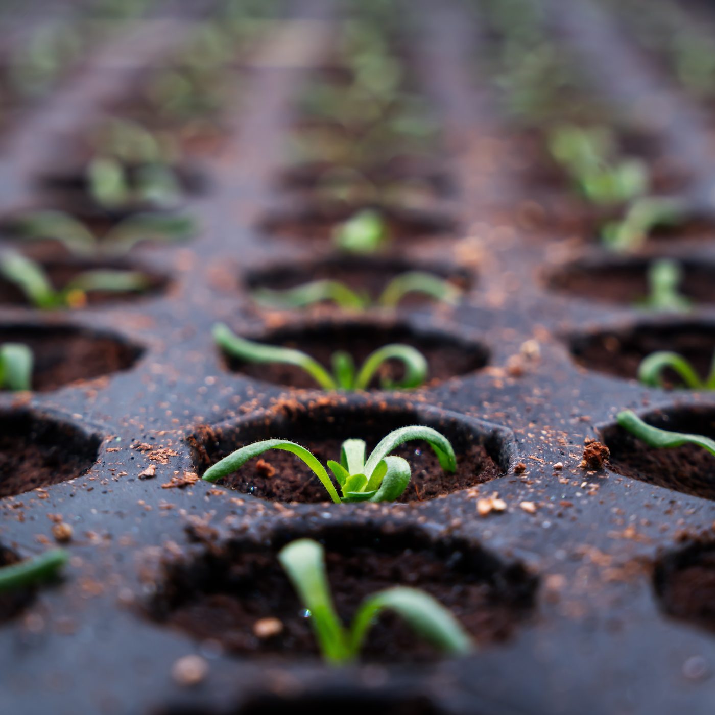 Supernormal Greens production